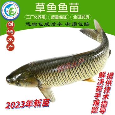 【2023年新苗】草鱼苗草鱼水花供应基地直供