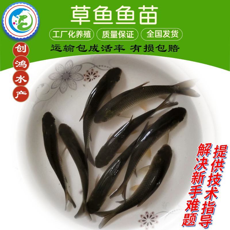 【2023年新苗】草鱼苗草鱼水花供应基地直供