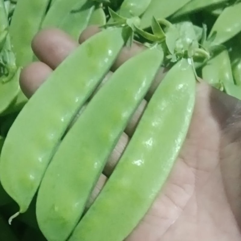 荷兰豆