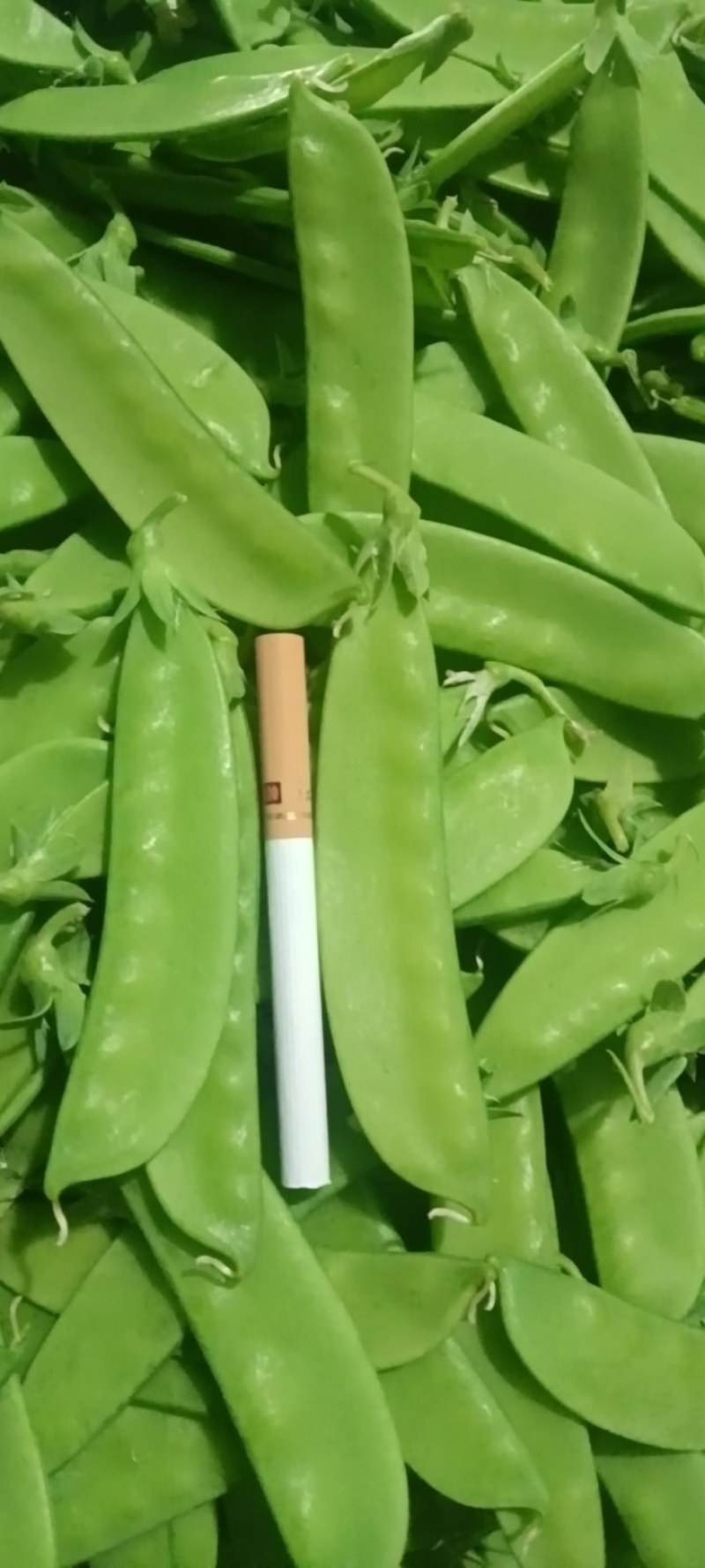 荷兰豆