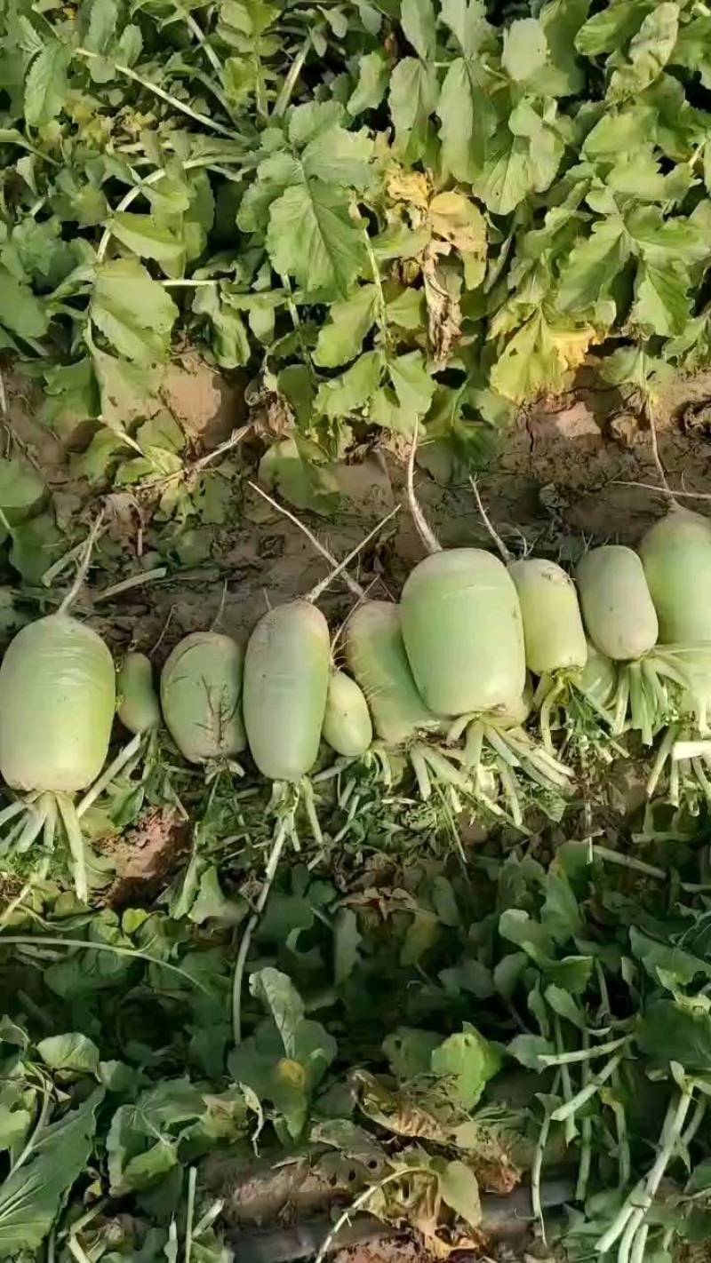 玉美人德州青萝卜，单个重1到2斤，支持各种包装