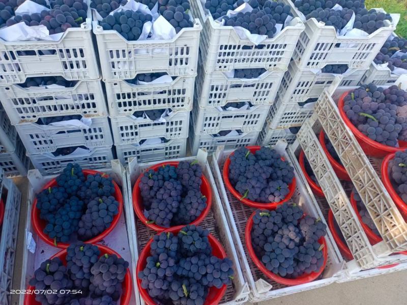 甬优一号葡萄苗批发浙江甬优一号葡萄苗品种纯正质优价廉