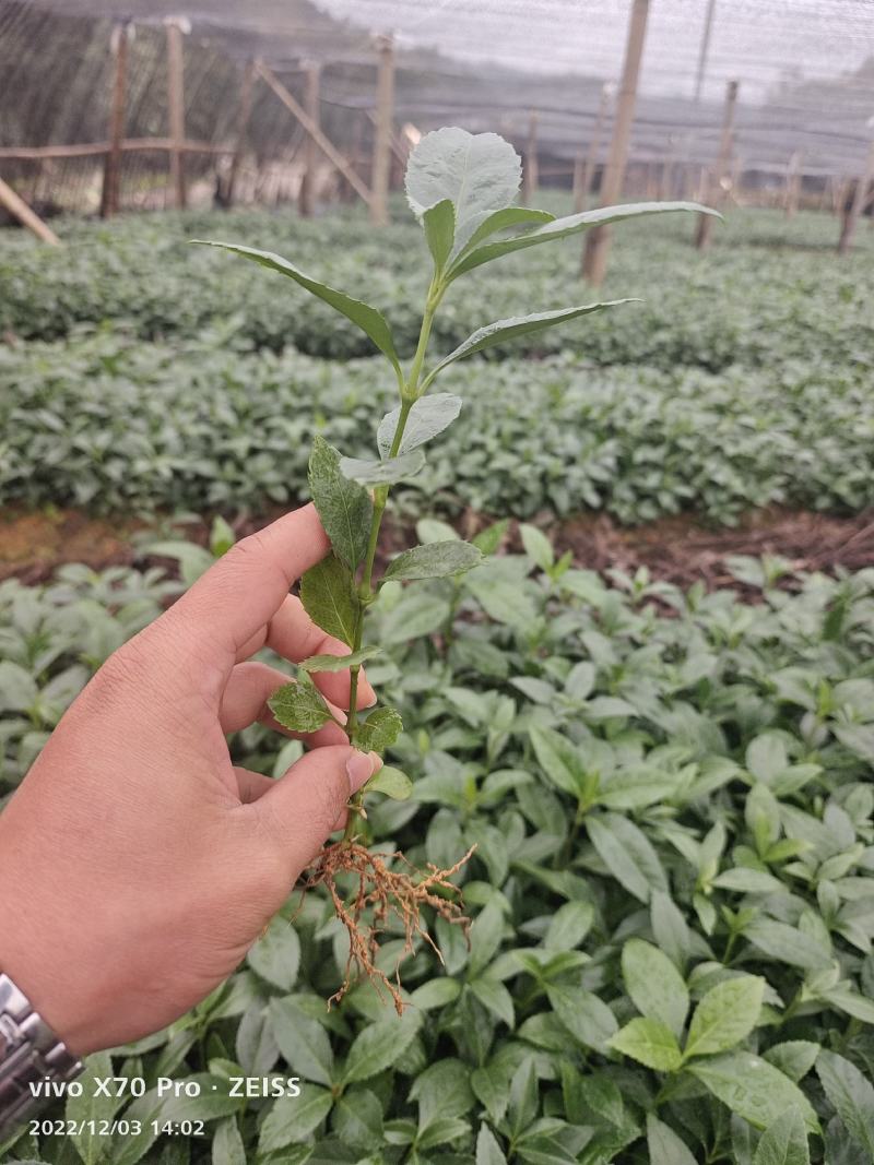 草珊瑚苗，自家育苗基地，提供种植技术，保证成活率。