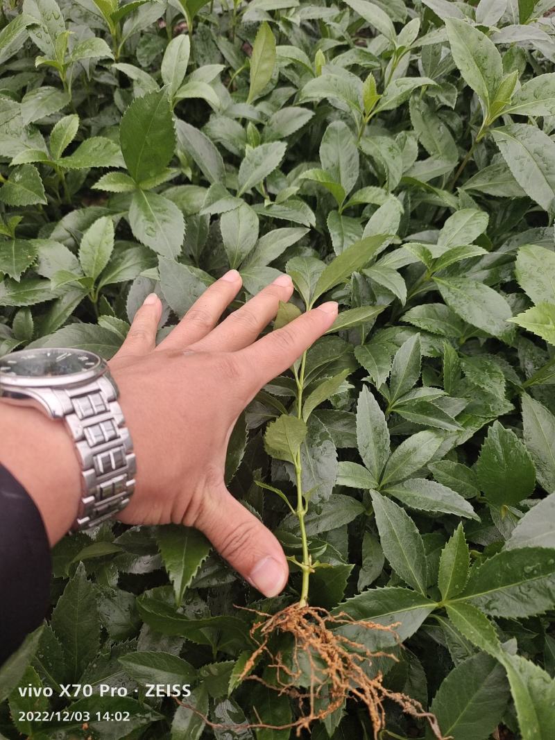 草珊瑚苗，自家育苗基地，提供种植技术，保证成活率。