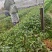 草珊瑚苗，自家育苗基地，提供种植技术，保证成活率。