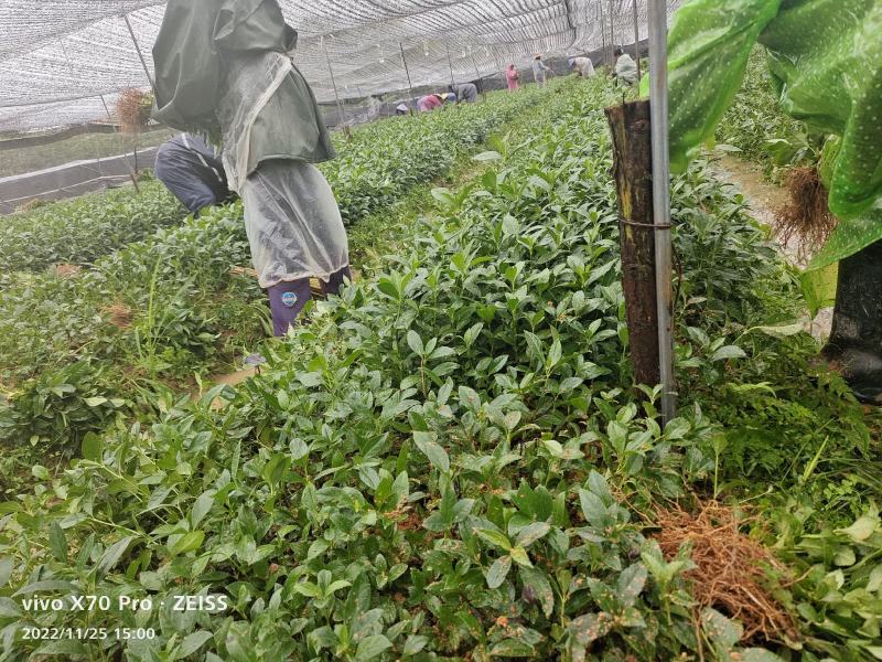 草珊瑚苗，自家育苗基地，提供种植技术，保证成活率。
