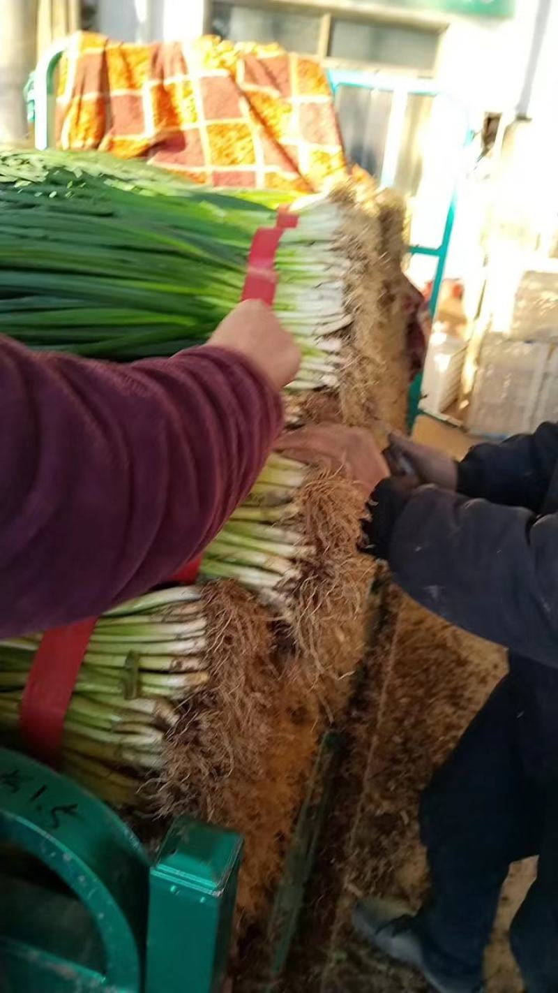 小葱刚葱香葱一年四季供应有大棚有基地可发全国