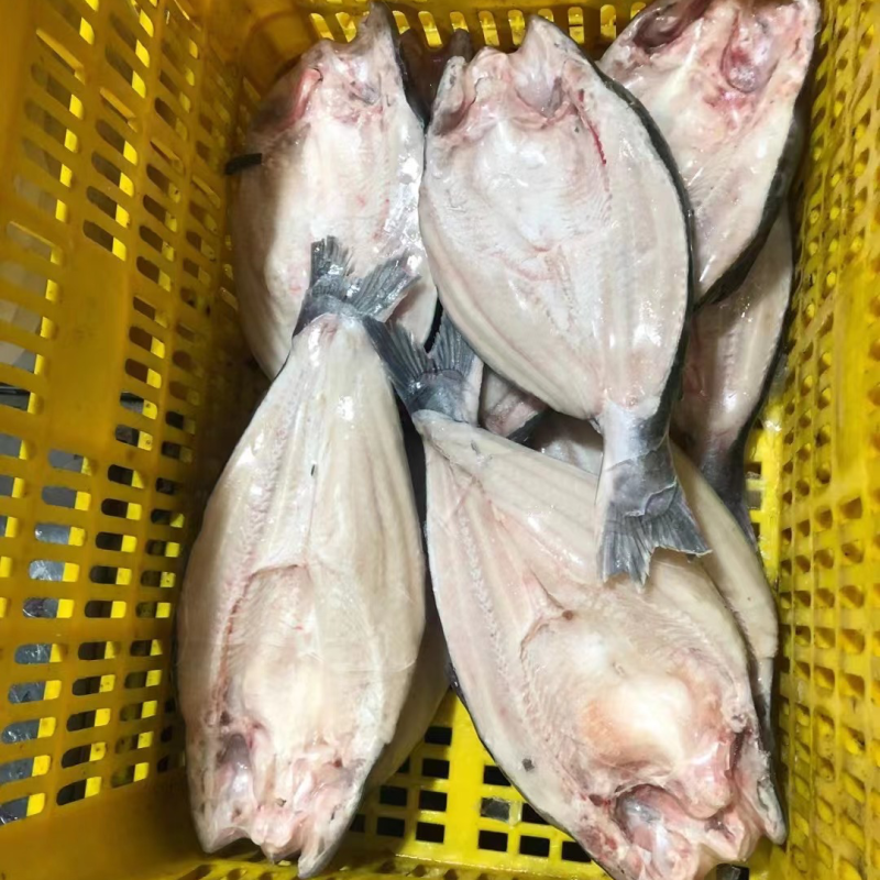 越南开背巴沙鱼