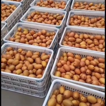 沙梨王金珠果