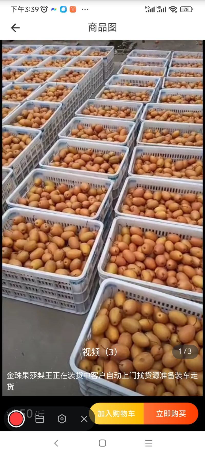 沙梨王金珠果