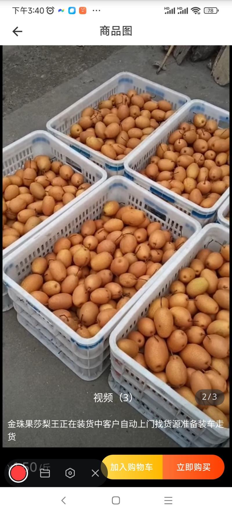 沙梨王金珠果