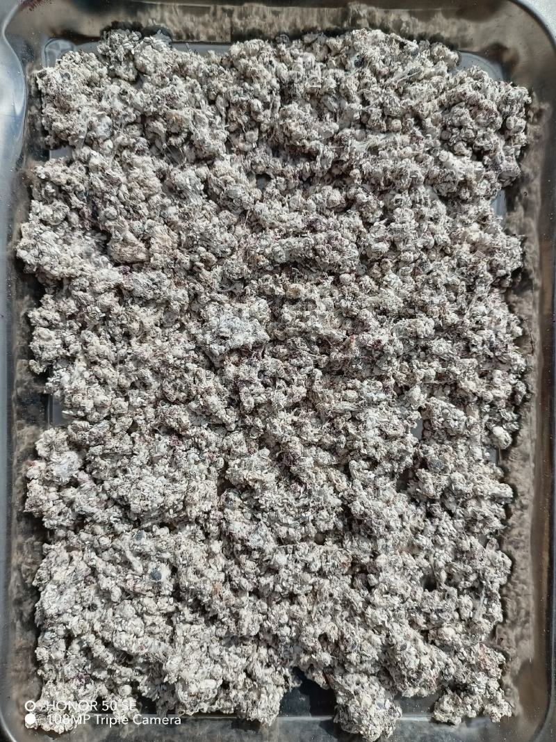 胭脂虫干，湿虫，种虫