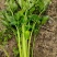 【品质好货】西芹四川产地新鲜采摘量大从优欢迎实地洽谈