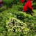 【品质好货】西芹四川产地新鲜采摘量大从优欢迎实地洽谈