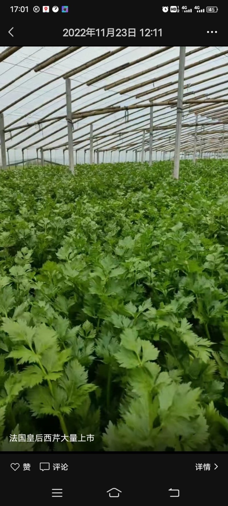 法国皇后西芹大量有货需要的一亩田与我联系