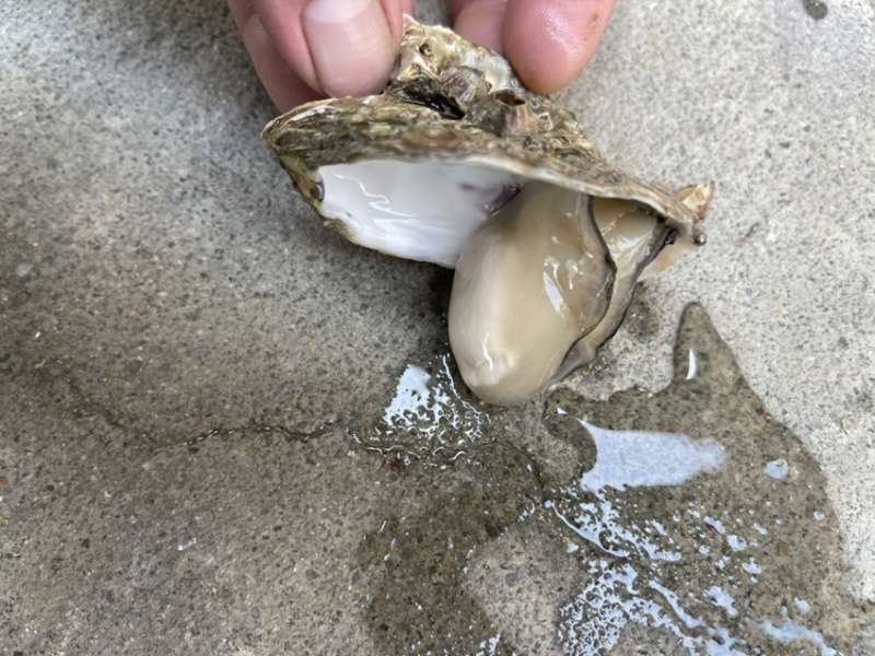 肥款生蚝