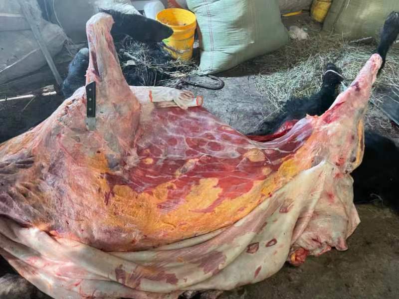 高原高海帕吃草放养牦牛《鲜肉，牛肉干》等，牦牛肉的全身肉