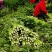 【品质好货】西芹四川产地新鲜采摘量大从优欢迎实地洽谈