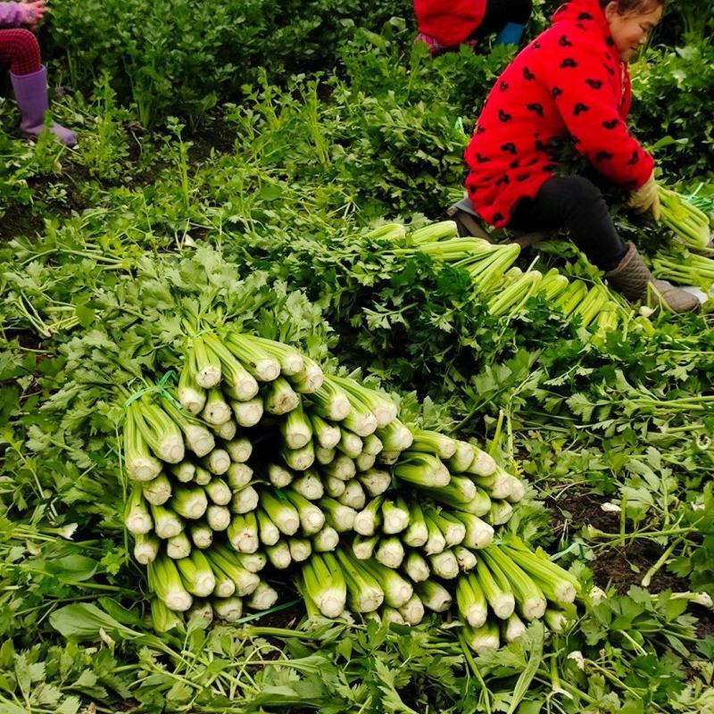 【品质好货】西芹四川产地新鲜采摘量大从优欢迎实地洽谈