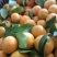 云南广南坝美沙糖桔，果皮好，汁多味甜，产地直发，货源稳定