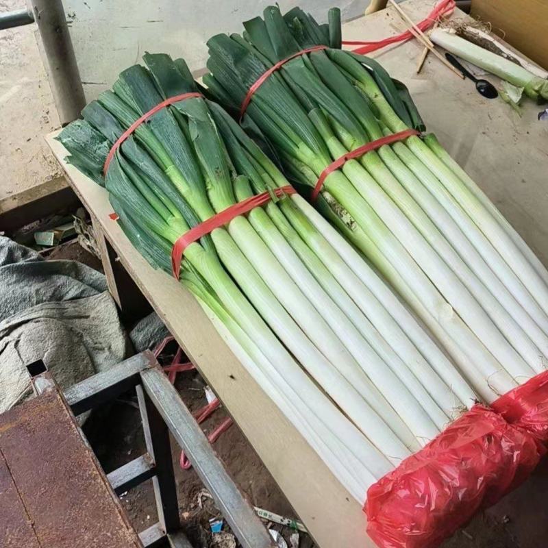 【推荐】铁杆大葱，山东费县铁杆大葱，量大质优，坏菜包赔