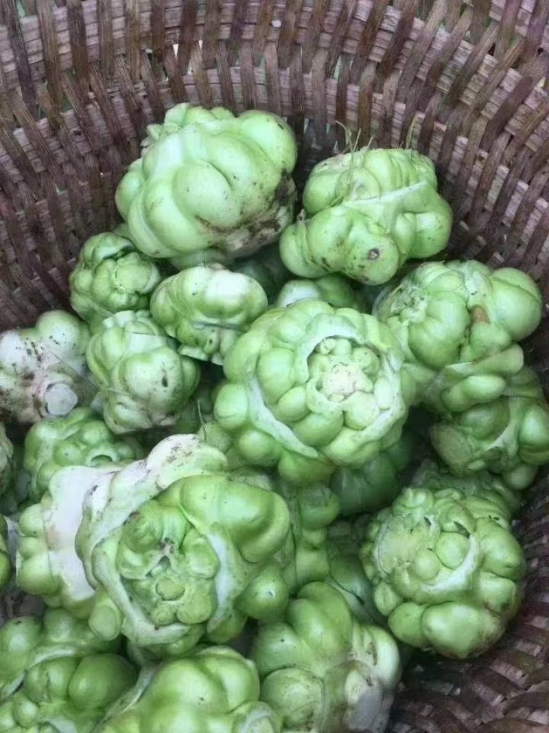 榨菜