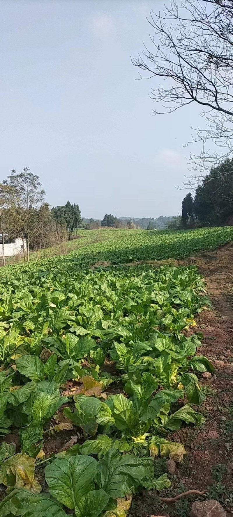 榨菜