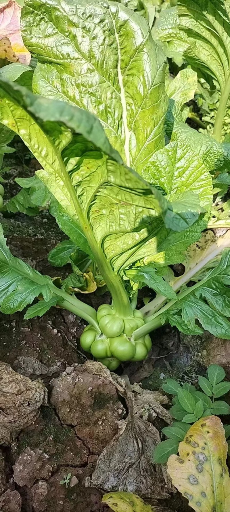 榨菜