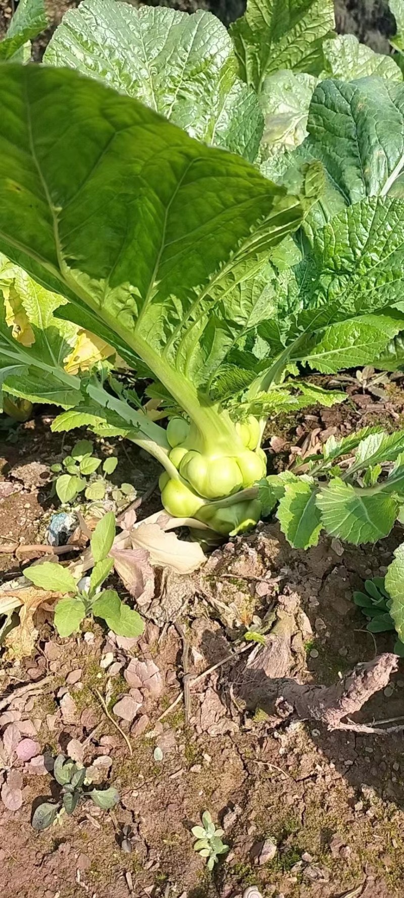 榨菜