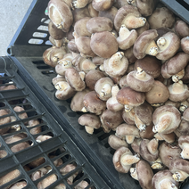 鲜香菇，辽宁七河九香菇，基地批发一手货源欢迎选购