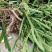 臭灵丹草，鲜货连根带叶发货，欢迎各位老板下单