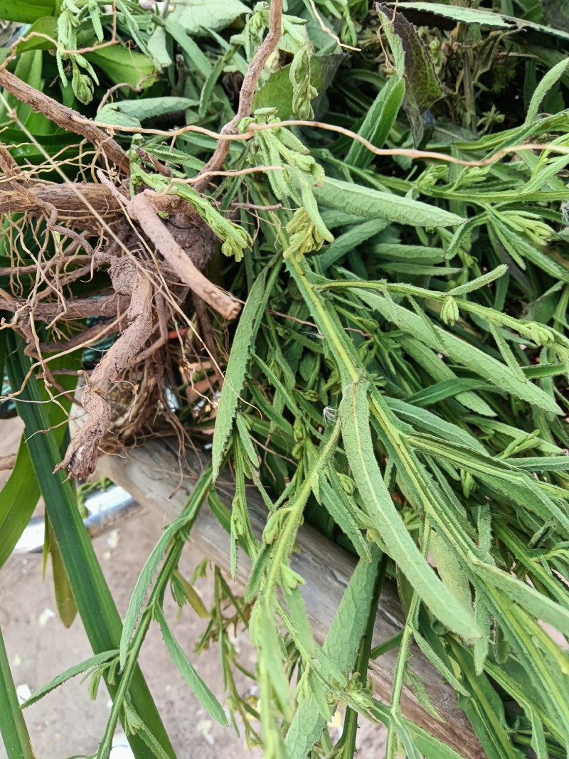 臭灵丹草，鲜货连根带叶发货，欢迎各位老板下单