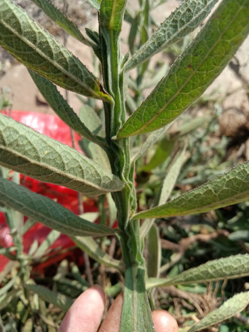 臭灵丹草，鲜货连根带叶发货，欢迎各位老板下单