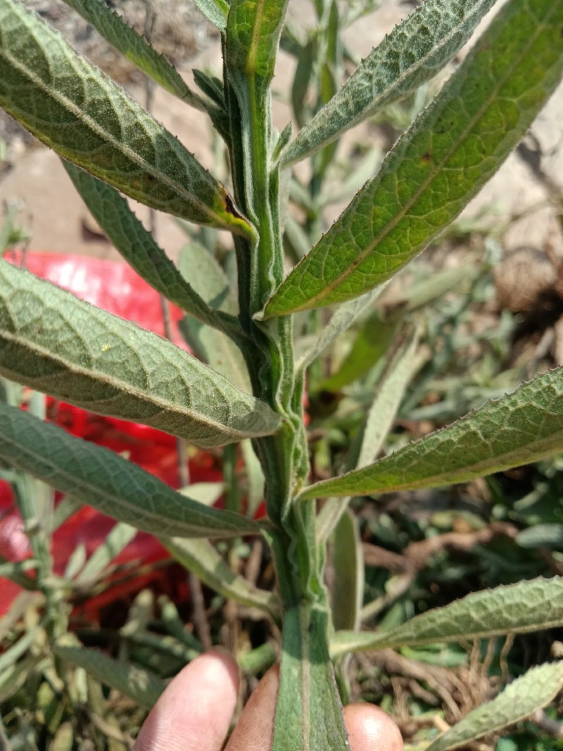 臭灵丹草，鲜货连根带叶发货，欢迎各位老板下单