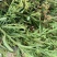 臭灵丹草，鲜货连根带叶发货，欢迎各位老板下单