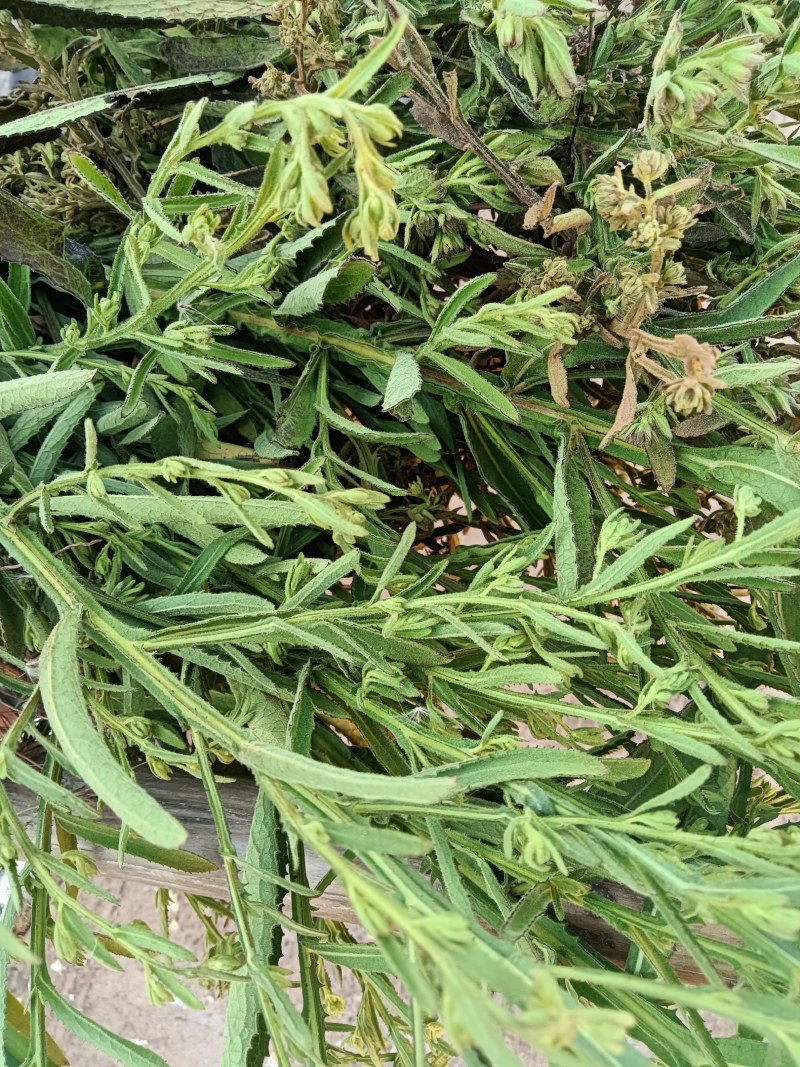 臭灵丹草，鲜货连根带叶发货，欢迎各位老板下单