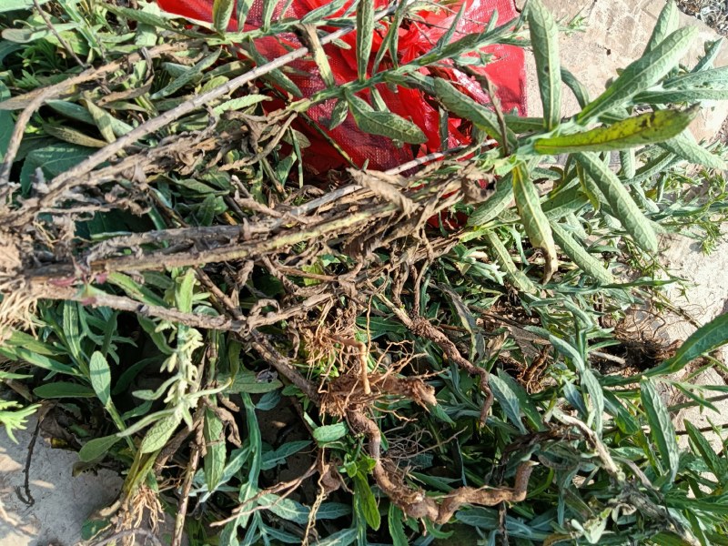 臭灵丹草，鲜货连根带叶发货，欢迎各位老板下单