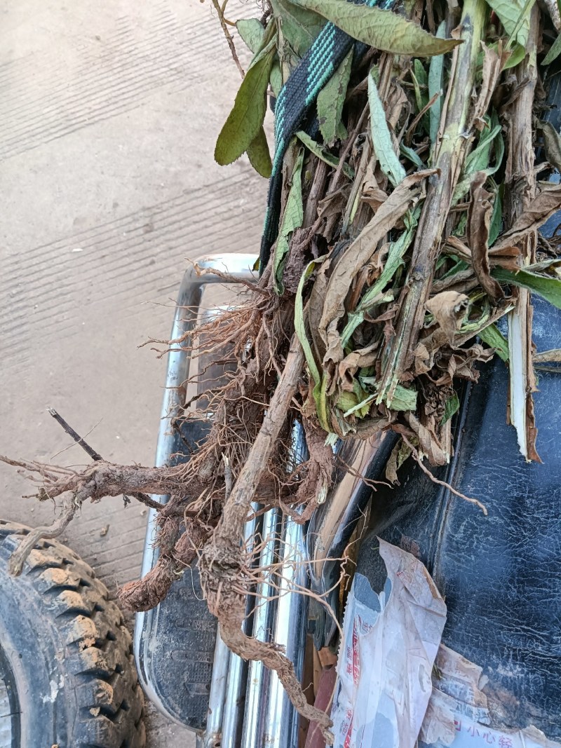 臭灵丹草，鲜货连根带叶发货，欢迎各位老板下单