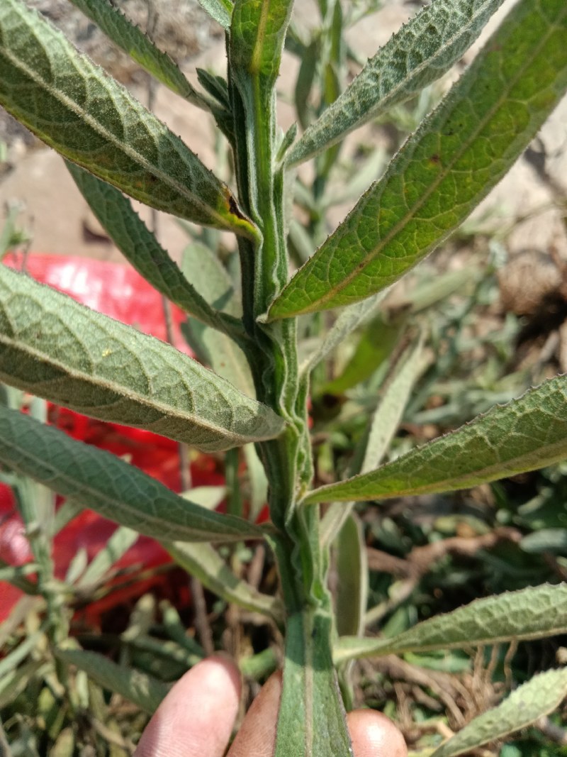 臭灵丹草，鲜货连根带叶发货，欢迎各位老板下单