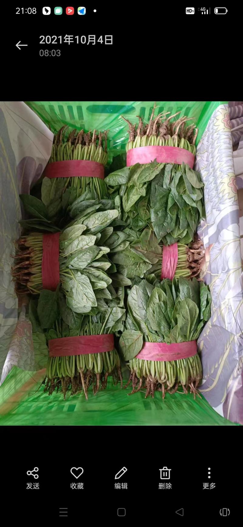 河北邯郸菠菜有大棚有基地一年四季供应欢迎下单