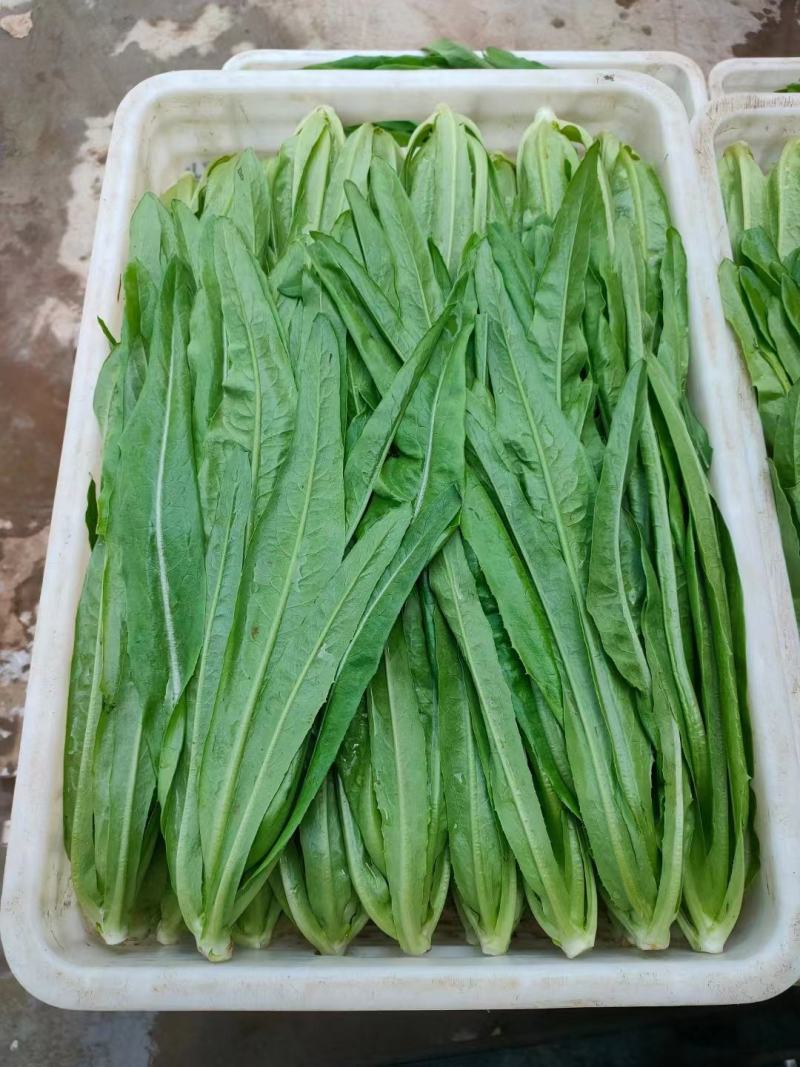 河北邯郸油麦菜有大棚有基地一年四季供应欢迎下单