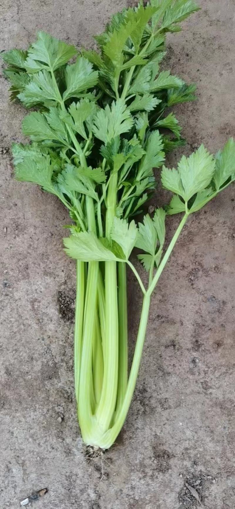 西芹