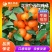 广西荔浦砂糖橘大量上市，皮毛干净，入口化渣可安排全国发货