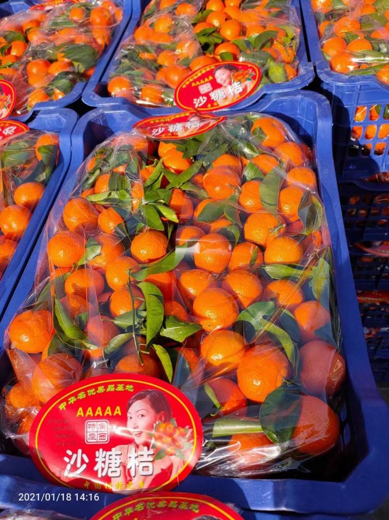 广西荔浦砂糖橘大量上市，皮毛干净，入口化渣可安排全国发货