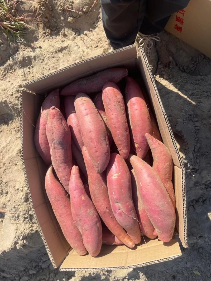 沙地西瓜红品质一级条形一流装箱装框均支持