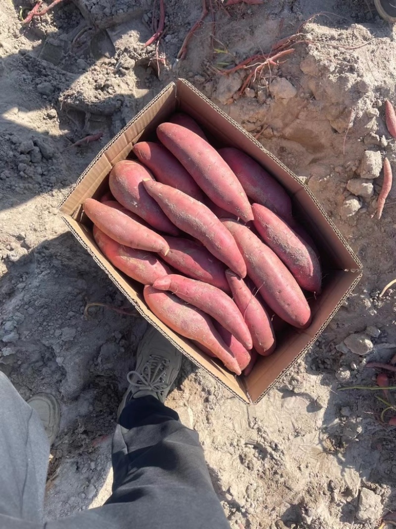 沙地西瓜红品质一级条形一流装箱装框均支持