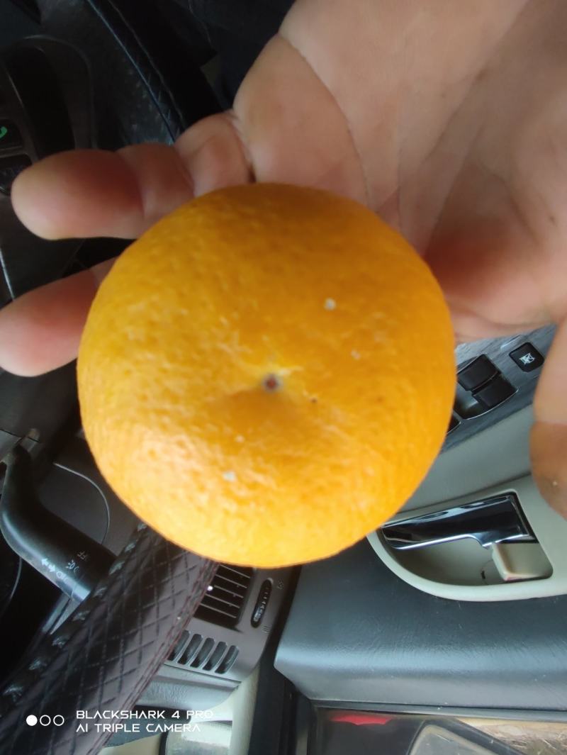 老品种血橙，口感好，外观美，汁多味儿好，产地直发，须预订