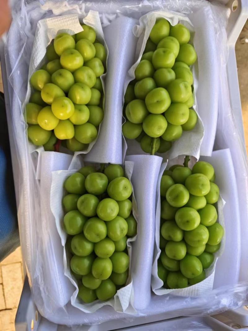 精品3串阳光玫瑰大量有货产地直供量大从优欢迎联系
