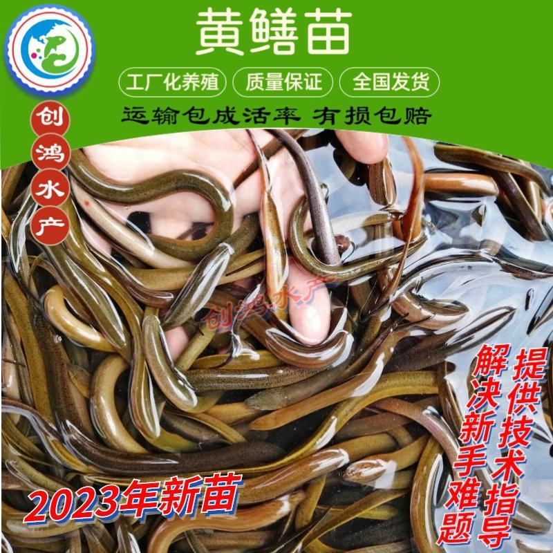 【养殖包销稻田养殖】2023新苗黄鳝苗黄鳝鱼苗