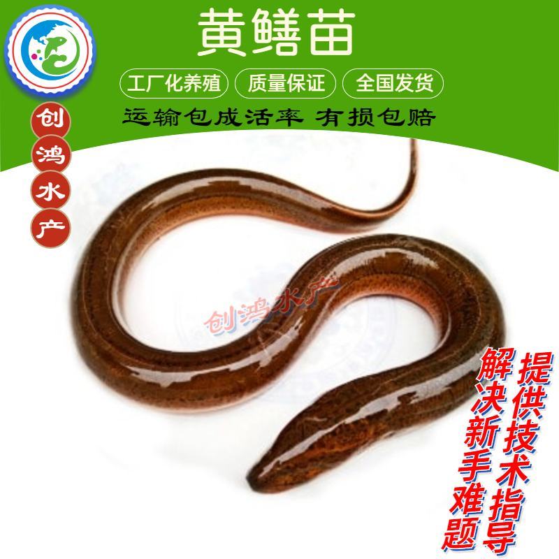 【养殖包销稻田养殖】2023新苗黄鳝苗黄鳝鱼苗